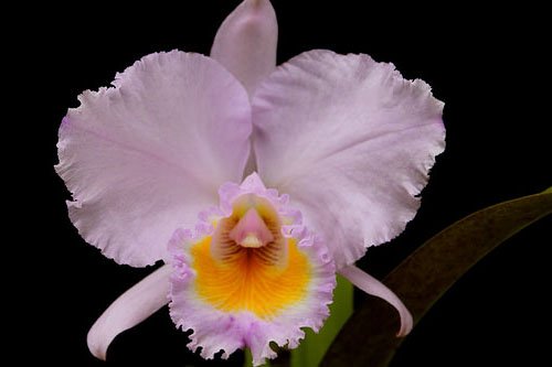 Cattleya Trinae Concolor Orion Corte Adulto Orqu Deas E Muito Mais