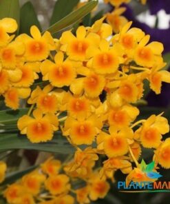 DENDROBIUM CHRYSOTOXUM MUDA 5 A 10 CM