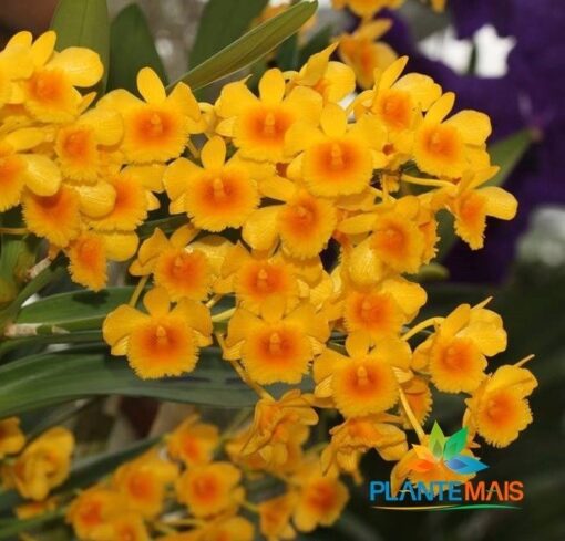 DENDROBIUM CHRYSOTOXUM MUDA 5 A 10 CM