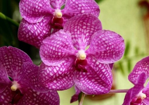 VANDA SIRIPORN PINK "NEW" MUDA