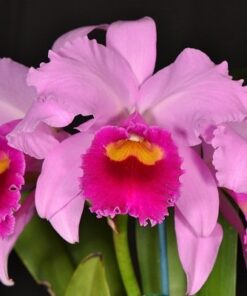 POT. AMAZON ORCHIDS X IRENE FINNEY - CORTE ADULTO