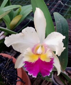 BLC. MIKKIE NAGATA X BLC FABIANA LAHN MACHADO ADULTA