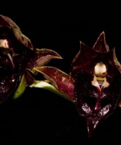 CATASETUM SANGUINEUM X ORCHIDGRADE  - MUDA 5 A 10CM