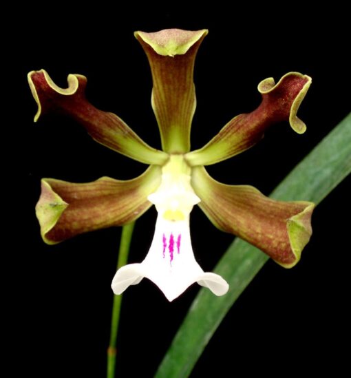 ENCYCLIA CORDIGERA LABELO BRANCO - CORTE ADULTO