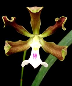 ENCYCLIA CORDIGERA LABELO BRANCO - ADULTA