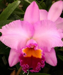 DOCTOR DAMASIO X TROPICAL SUNSET ADULTA