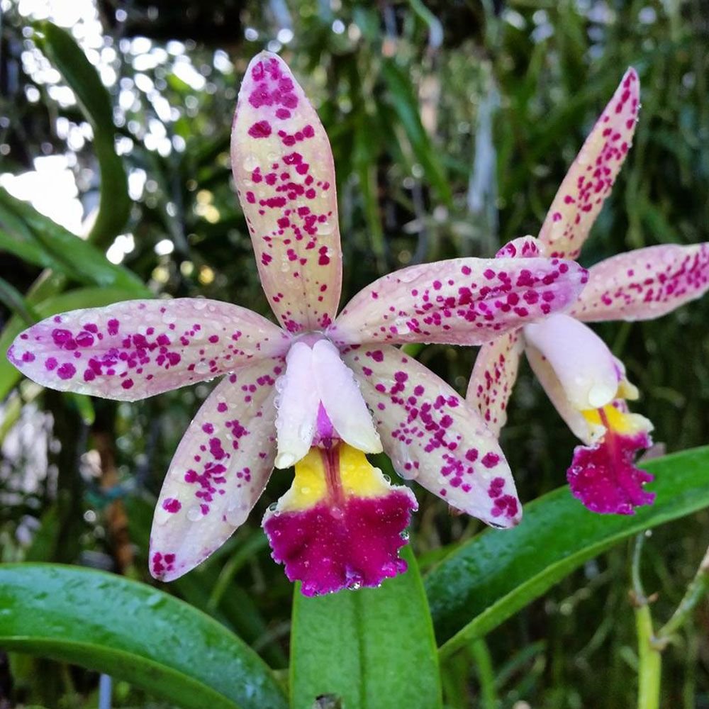 C.TROPICAL POINTER X BLC.WAIKIKI GOLD MUDA