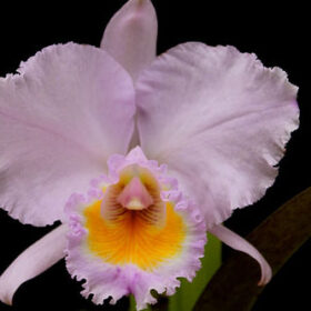 CATTLEYA TRINAE CONCOLOR ORION -  PRÉ ADULTA