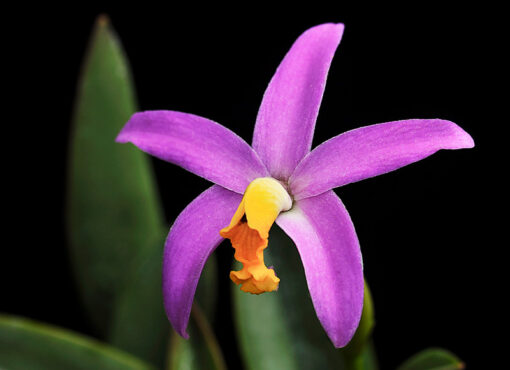LAELIA LONGIPS - MUDA DE 5 A 10CM