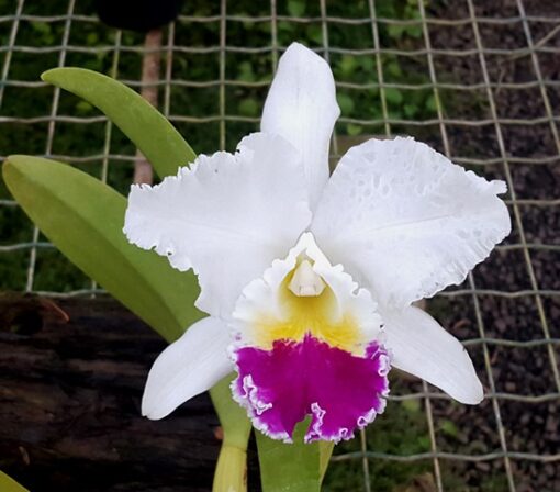 LC. MIKKIE NAGATA - CORTE ADULTO