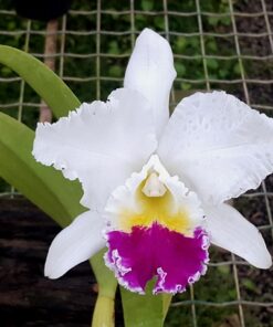 LC. MIKKIE NAGATA ADULTA