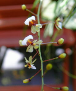 ONCIDIUM ORNITOPHORA ADULTO