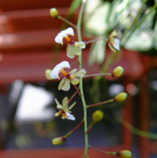 ONCIDIUM ORNITOPHORA ADULTO