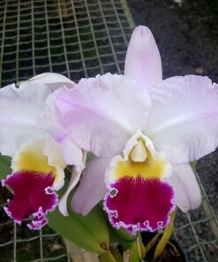 BLC. HETERINGTON HORACE ADULTA