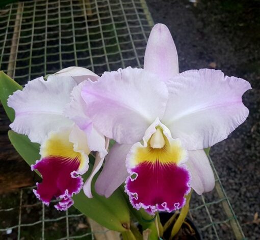 BLC. HETERINGTON HORACE ADULTA