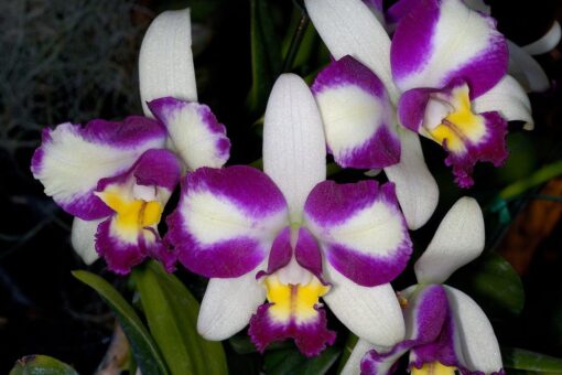 BLC. HAW YUAN BEAUTY HONG - CORTE ADULTO