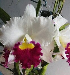 BLC. ORGLADE´S GRAND ADULTA