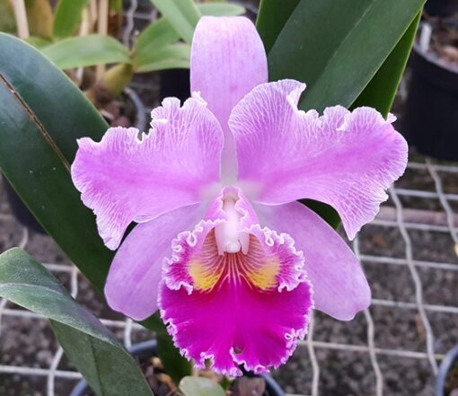 BLC. CHIA LIN X BLC. DREAM PARADISE - CORTE ADULTO