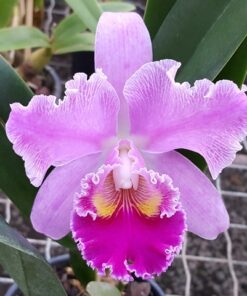 BLC. CHIA LIN X BLC. DREAM PARADISE ADULTA