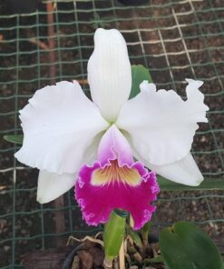 LC. IRENE FINNEY X LC. EXCELSIOR THE GLOBE ADULTA