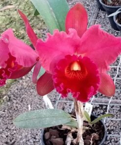 POT. RED CRAB X BLC. CHUNYEAH ADULTA
