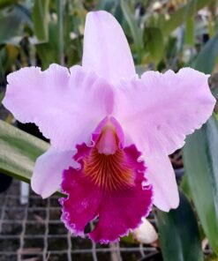 LC. FLORALIA´S TRIUMPH X BLC. BONANZA QUEEN ADULTA
