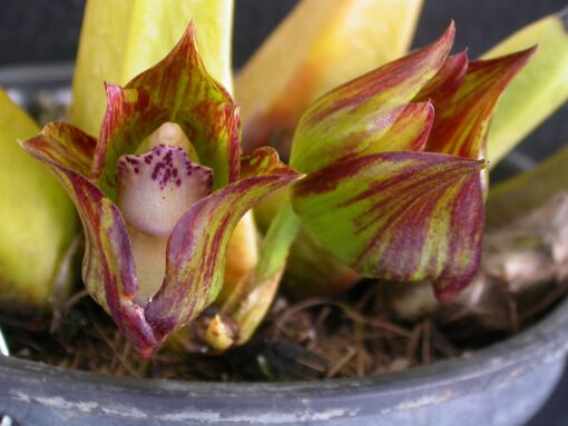BIFRENARIA TETRAGONA MUDA