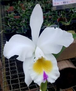 BLC. PASTORAL X LC. MILDRED RIVES ADULTA