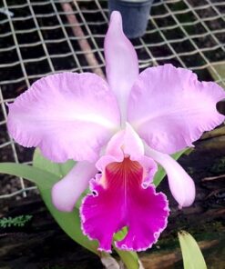 C. HORACE `MAXIMA´ X BLC. ORGLADE´S ROYAL LADY ADULTA