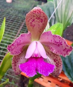 C. LEOPOLDI FLAMEA 4N X BLC DURIGAN FLAMEA