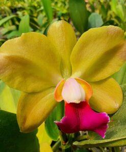 BLC. HAWAIIAN SATISFACTION - BLC. CHINESE BRONZE X BLC. NOBILES TROPI ADULTA