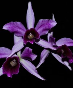 L. PURPURATA ROXO VIOLETA X COERULEA FLAMEA