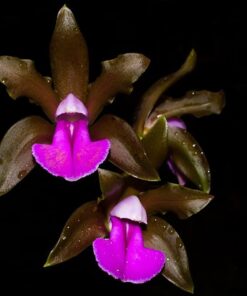 CATLEYA BICOLOR  ADULTO