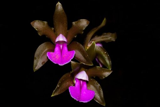 CATLEYA BICOLOR  ADULTO