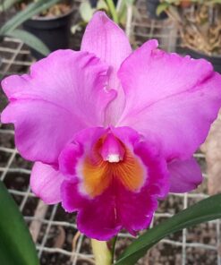 LC. LAKE CACHUMA `NEW SPRING´ X LC. IRENE FINNEY ADULTA
