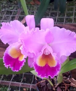 BLC. PASTORAL `INNOCENCE´ X C. HORACE MAXIMA ADULTA
