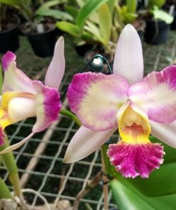 BLC. SHINITI ISHIKAWA ADULTA