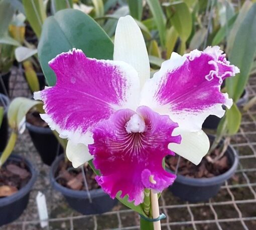 LC RED EMPRESS X LC SHELLIE COMPTON ADULTA