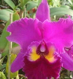 BLC. SUNSET COLOR CHART `RED ROSE´ ADULTA