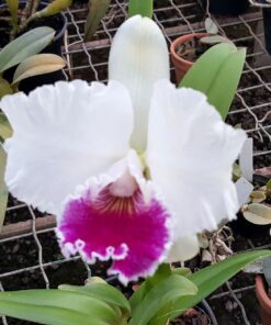 BLC. HUSKY BOY X LC. IRENE FINNEY ADULTA