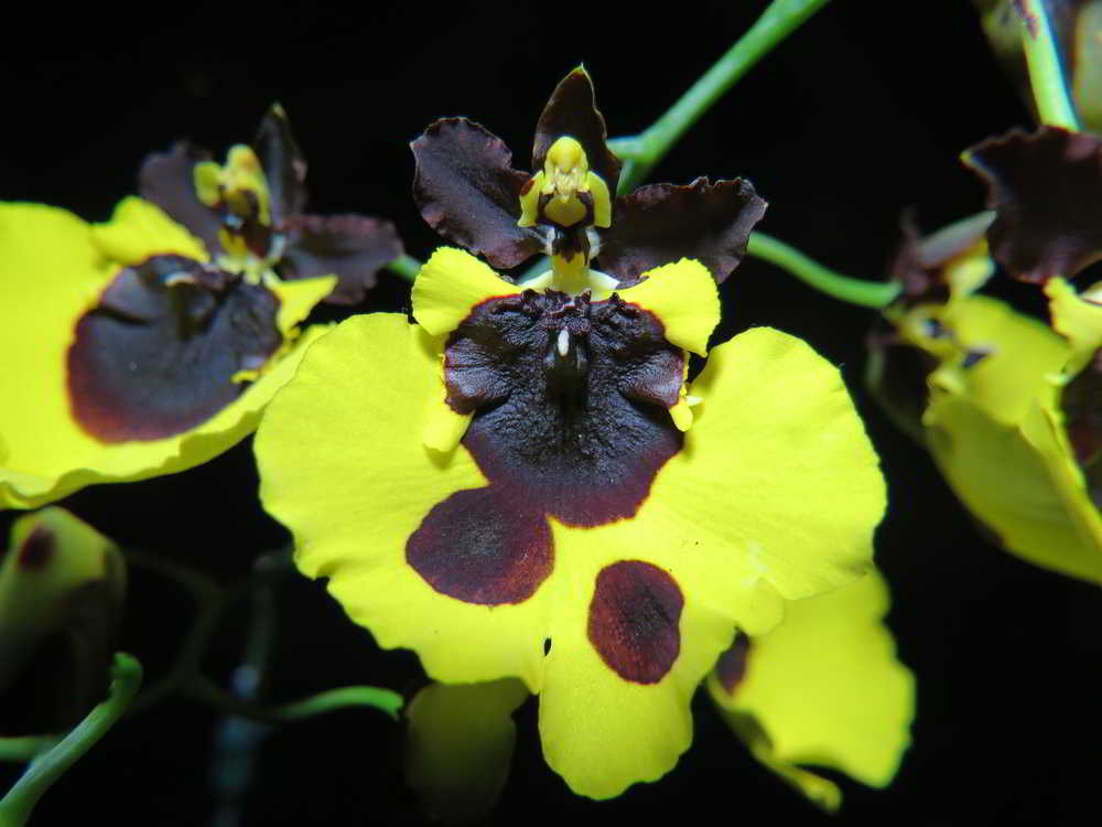 ONCIDIUM VARICOSUM BALDIM ADULTO