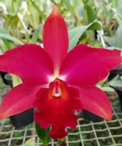 SLC. MAE HAWKIN'S MIYA  PRÉ ADULTA