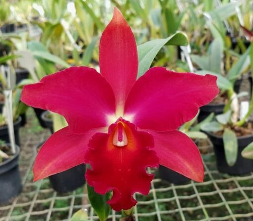 SLC. MAE HAWKIN'S MIYA  PRÉ ADULTA