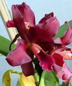 SLC. INDIA ROSE SHERWOOD KILLANI MUDA