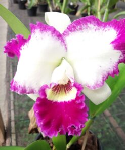 LC. WHITE SPARK `LOVE CRYSTAL´ ADULTA