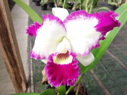 LC. WHITE SPARK `LOVE CRYSTAL´ ADULTA