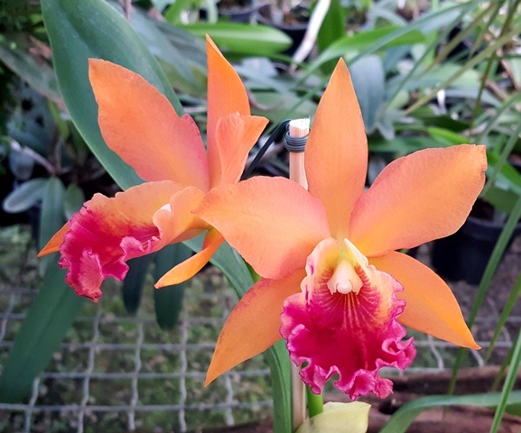 BLC. CHIA LIN `NEW CITY´ X POT. LOVE PASSION `ORANGE BIRD´ ADULTA