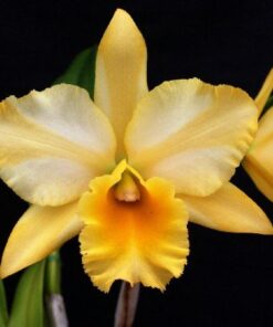 KURE BEACH X GOLDENZELLE LEMON CHIFFON  PRÉ ADULTA