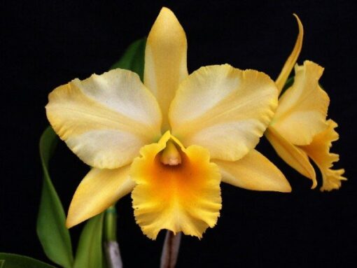 KURE BEACH X GOLDENZELLE LEMON CHIFFON ADULTA