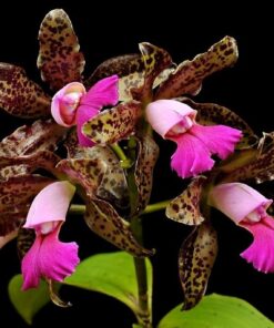 CATLEYA LEOPOLDI LILAZINA MUDA 5 A 10 CM